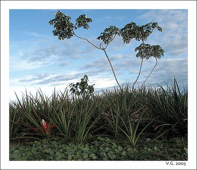 Pantanal/3