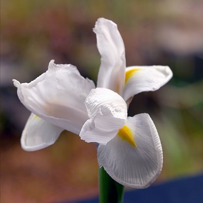 Iris 2