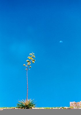 El maguey y la luna