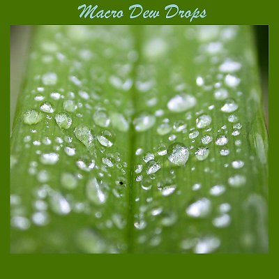 Macro Dew Drops