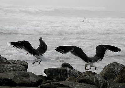 Seagulls and Surfers II