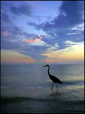 Heron at Sunset