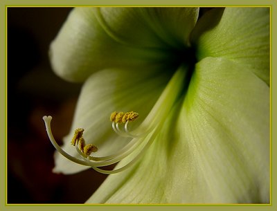 amaryllis