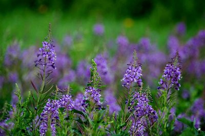 Wild Flowers