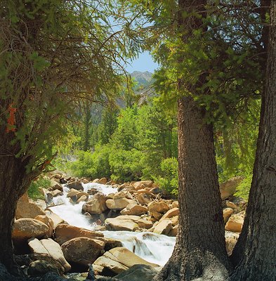 Swift Waters & Trees