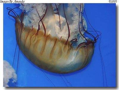 West Coast Sea Nettle/ Chrysoara fuscescens.