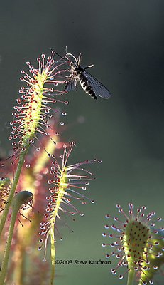 Sundew snags mosquito