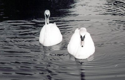swans2