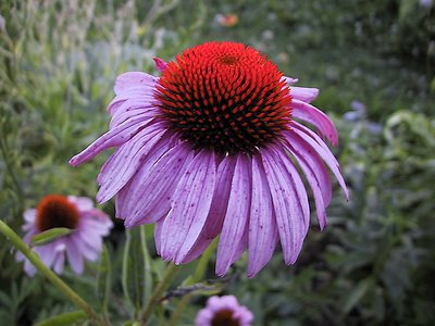 Echinacea