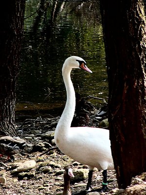 swan 2