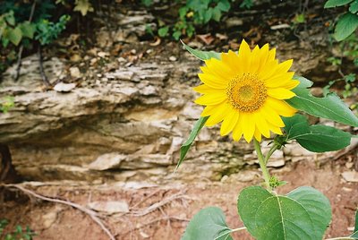 Sunflower and rocks