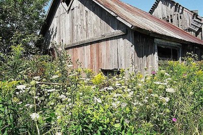 Wild flowers with old barns