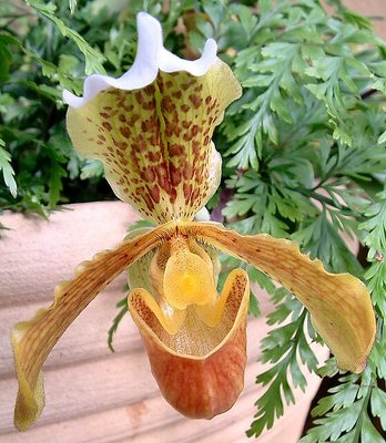 Lady Slipper