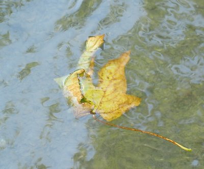 Leaves