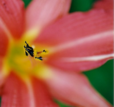 Day lily