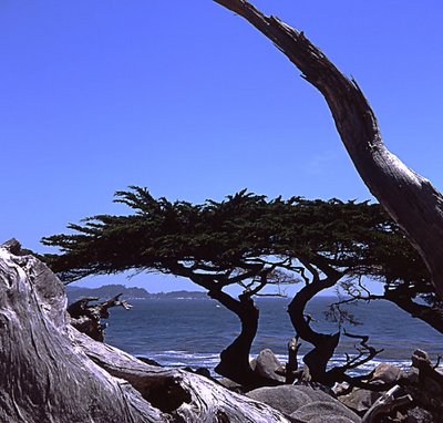 Twin Cypress Trees, California Coast