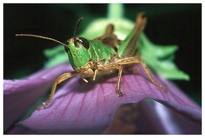 grasshopper 2