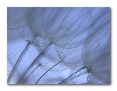 Goatsbeard Seed Head