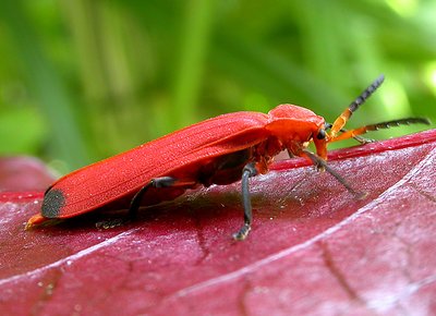 RED BEETLE