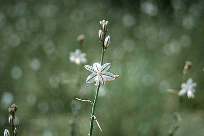 Flower Dance II