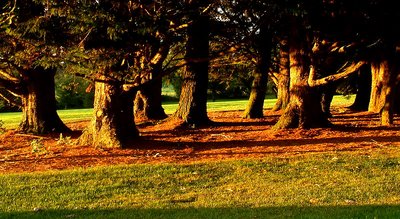 Sunset in the woods