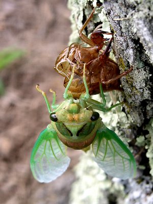 Hanging On