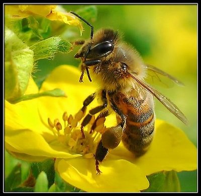 A Sitting Bee