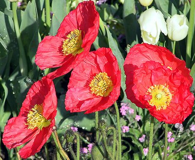 Red Flower