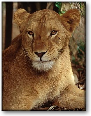 Lioness