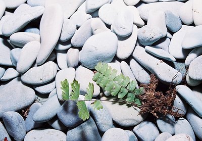 Plant on rocks