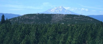 Shasta