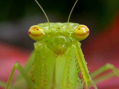 GREEN MINI MANTIS