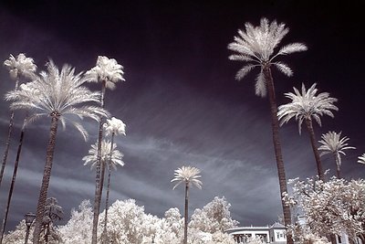 Sevilla Palms