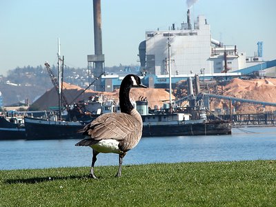 Nature and Industry collide