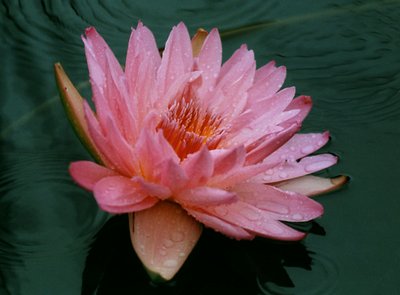 Pink Water Lily