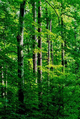 Trees at Hokendauqua