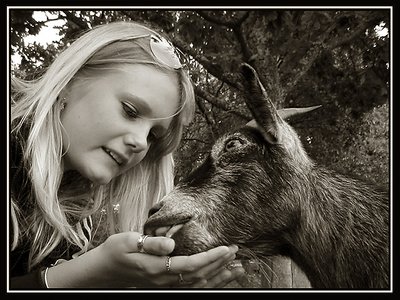 Feeding a Goat