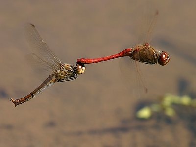 Flying couple of the Vagrant Darter, Sympetrum vulgatum with the oviposition