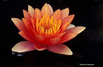Water Lily  (s1156)