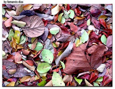 Foliage