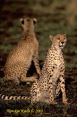 Cheetas - brothers forever