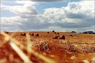 polish fields forever