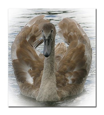 young swan showing off:)