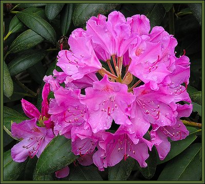 Rhodendron