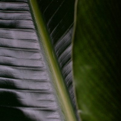 Leaf