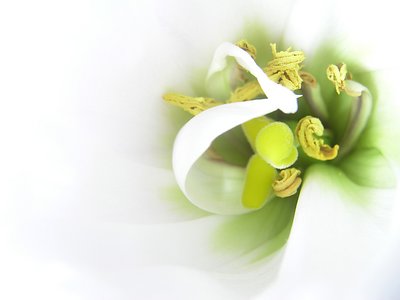 Nude Green