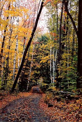 Autumn Trail