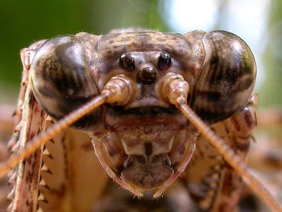 BARK MANTIS II