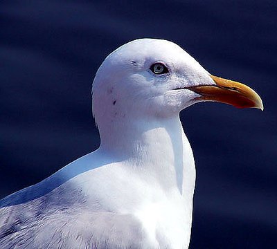 Seagull