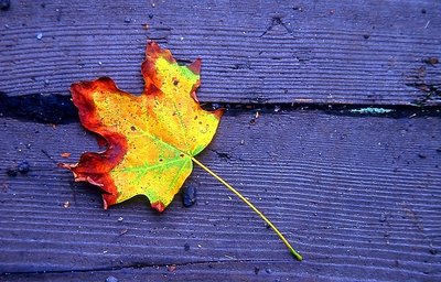 The coming of fall